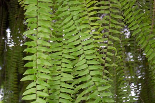 Green ferns plant pot in resort, stock photo