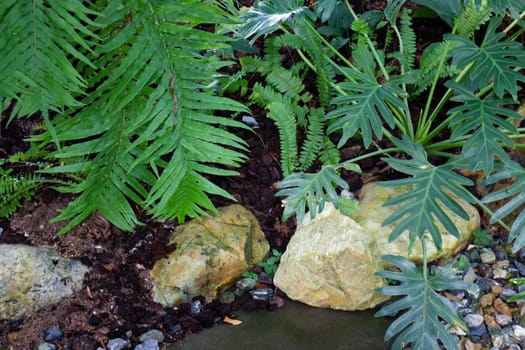 Green ferns plant pot in resort, stock photo