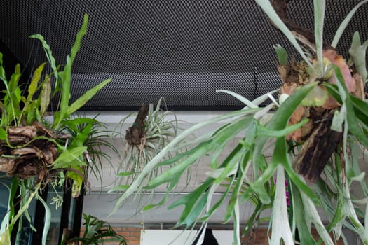 Green ferns hanging plant pot in resort, stock photo