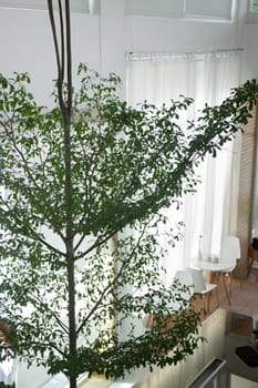 Indoor plant of bright living room, stock photo