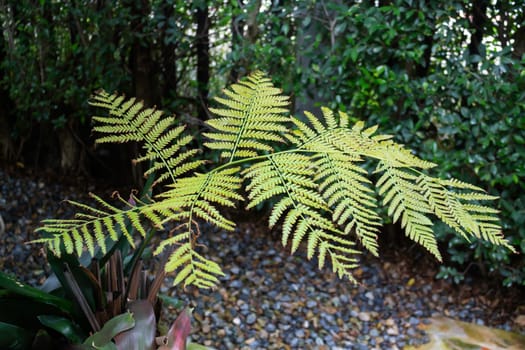 Green ferns plant pot in resort, stock photo
