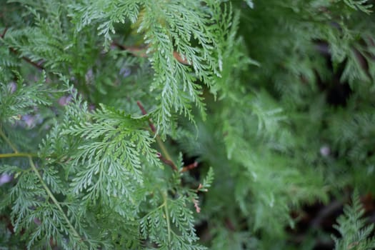 Green plant pots in the garden, stock photo