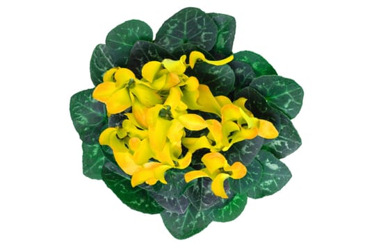 Top view on beautiful fresh blooming yellow flowers isolated on a white background. Flowering plant for decorations design element. Birthday, Mother day and other festivals.