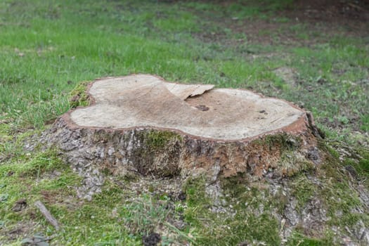 Tree cut in the forest.