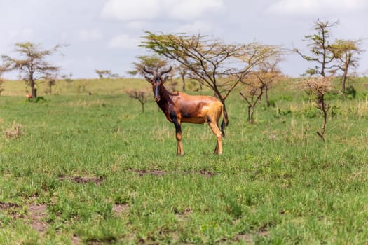 Swaynes Hartebeest antelope in Senkelle Sanctuary, Ethiopia, Africa wildlife