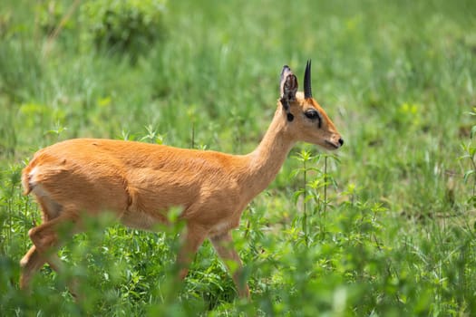Oribi, Ourebia ourebi is cute small antelope found in eastern, southern and western Africa. Ethiopia, Senkelle Sanctuary, Africa wildlife