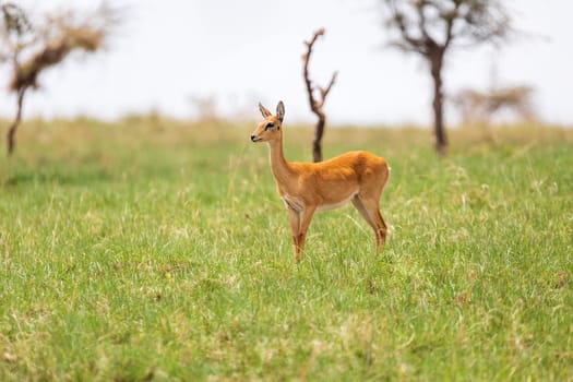 Oribi, Ourebia ourebi is cute small antelope found in eastern, southern and western Africa. Ethiopia, Senkelle Sanctuary, Africa wildlife