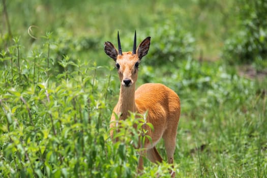 Oribi, Ourebia ourebi is cute small antelope found in eastern, southern and western Africa. Ethiopia, Senkelle Sanctuary, Africa wildlife