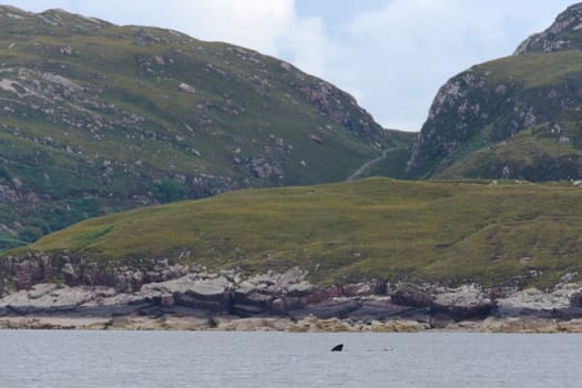 Out of focus background of rocky hills and layered geologic rock shoreline from the Isle of Raasay. Emerging dorsal and tail fins of a basking shark.