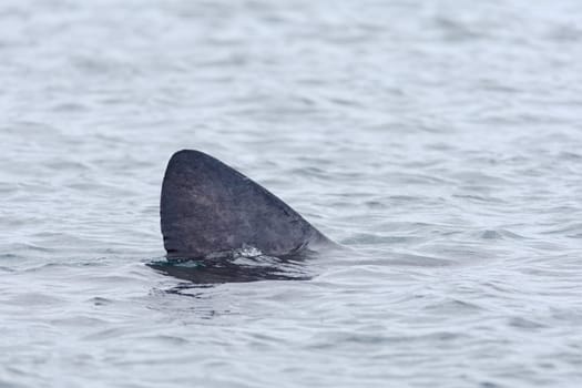 1 - Detailed side profile of a basking shark dorsal fin amongst grey overcast scottish sea water off the shore of the isle of raasay. Cutting water.