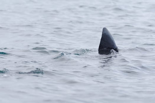 3 - Crisp image of the dark black dorsal fin of a basking shark swimming out of frame. Plain rippled water background makes the shark stand out more.