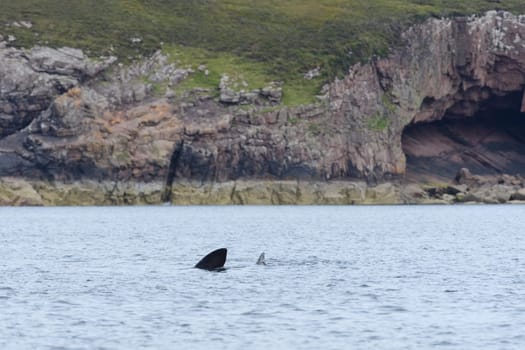 Geologic landscape with a basking shark swimming in the sea foreground. Wild and natural area of the Isle of raasay in scotland, UK. Marine biology.