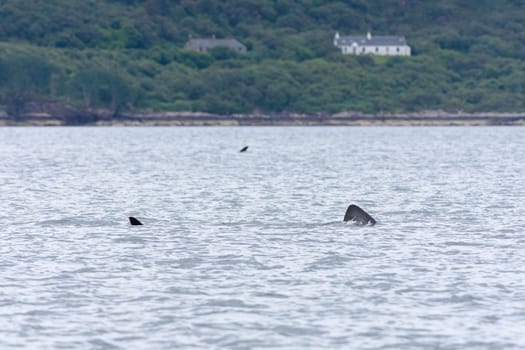 The tail and dorsal fins of two large basking sharks swim in alternate directions as their paths cross in front of a rural part of the isle of Raasay