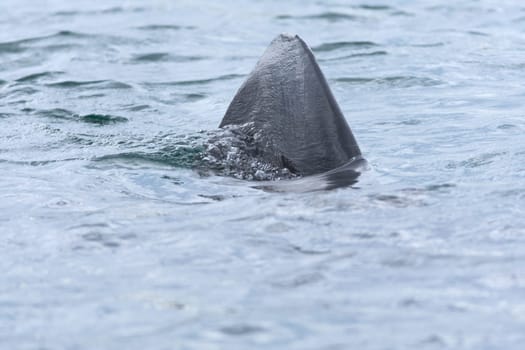 2 - Turquoise sea Water turbulently bubbles as the strong dorsal fin of a large wild basking shark cuts through it. Taken in scottish sea waters.