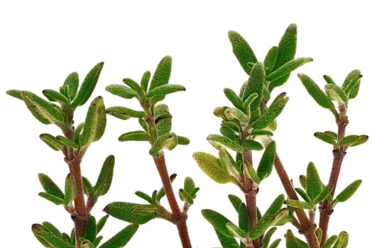 Thymus Close Up, studio shot of herb with white background