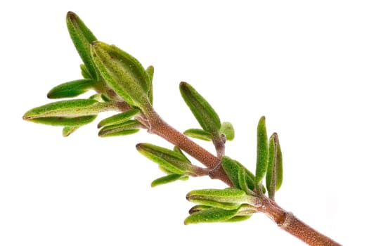 Thymus Close Up, studio shot of herb with white background
