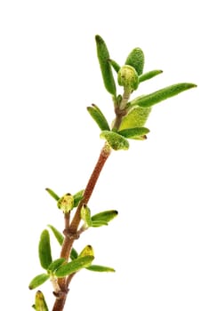 Thymus Close Up, studio shot of herb with white background