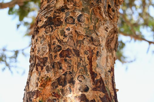 The trunk of an incense tree