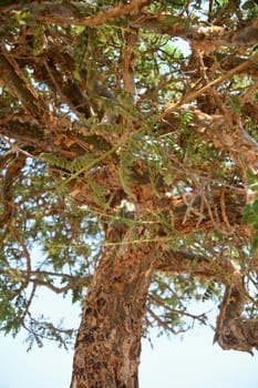 The crown of a Weihrach tree in Oman