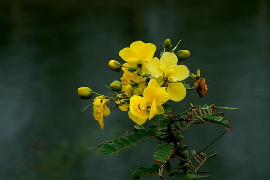 Flowers and buds of Cassia Augustfolia with leaves set against blurry background