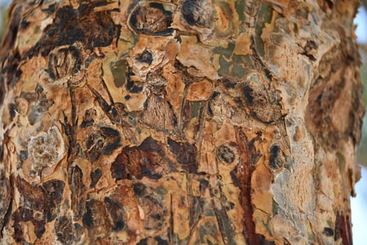 Close-up of the bark of a frankincense tree