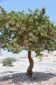 An incense tree sits in the desert of Oman