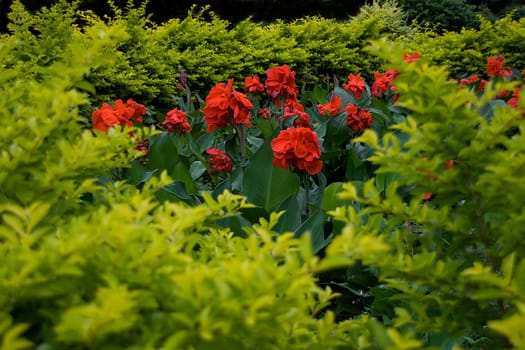 Red canna lily plants with dark green leaves amid light green foliage