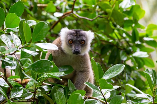 A lemur sits on a branch and watches the visitors to the national park.