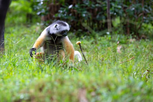 One diademed sifaka in its natural environment in the rainforest on the island of Madagascar