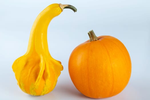Yellow colored pumpkins on a white background.