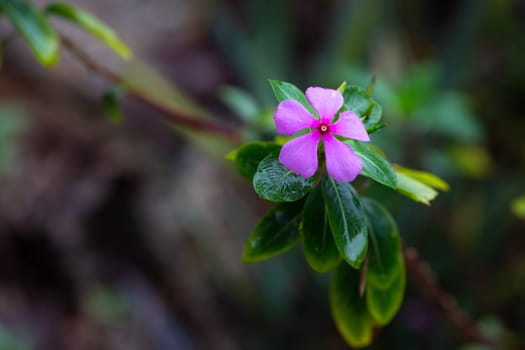 One purple native flower of the island of Madagascar
