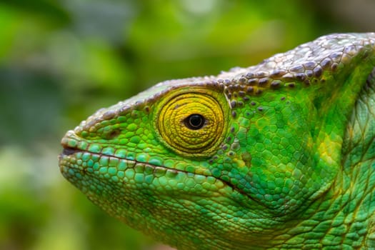 Colorful chameleon in a close-up in the rainforest in Madagascar.
