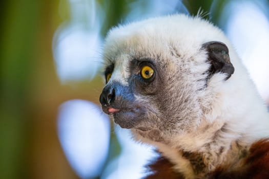 The Coquerel Sifaka in its natural environment in a national park on the island of Madagascar.