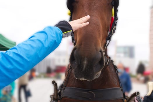 Person reaching out to stroke a horse on the nose or muzzle that is harnessed to a cart in close up on the hand