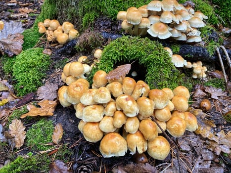 Polypore Autumn, close up of wild mushrooms in forest