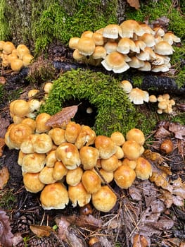 Polypore Autumn, close up of wild mushrooms in forest