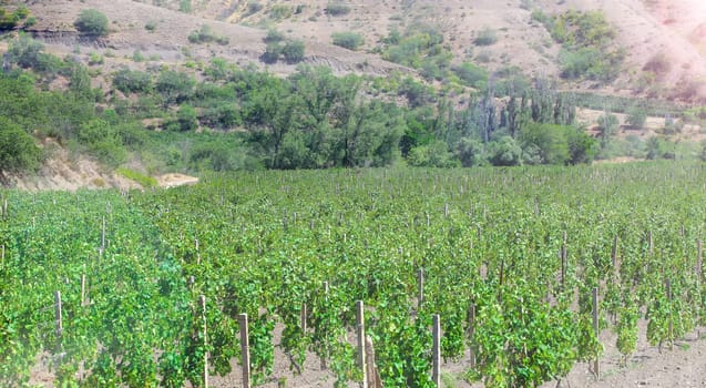 The Rows Of Vineyard Grape Vines.
