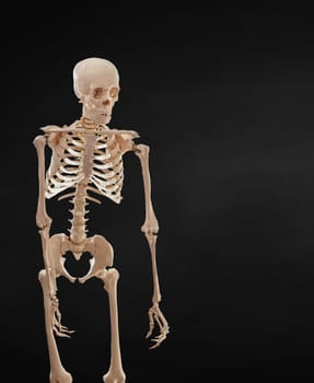 The Human skeleton isolated on black background.