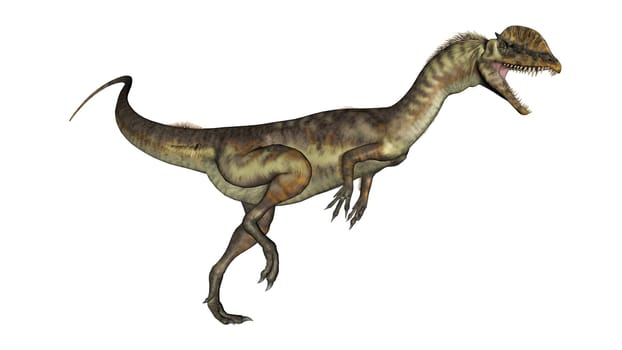 Dilophosaurus dinosaur roaring isolated in white background - 3D render