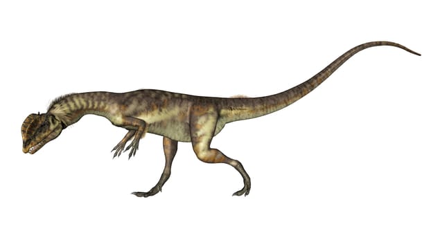 Dilophosaurus dinosaur walking head down isolated in white background - 3D render