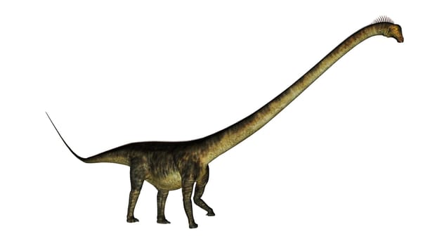 Barosaurus dinosaur walk isolated in white background - 3D render