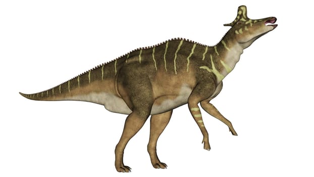 Lambeosaurus dinosaur eating head up isolated in white background - 3D render