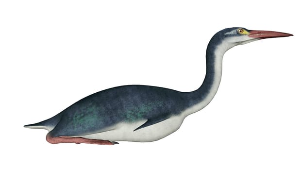 Hesperornis prehistoric bird isolated in white background - 3D render