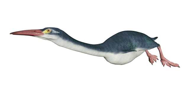 Hesperornis prehistoric bird isolated in white background - 3D render