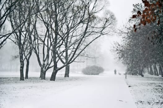 Heavy snowfalling in city park at daytime