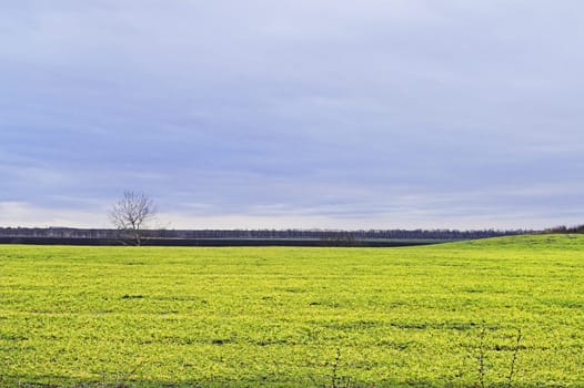 Field, tree, and hill at evening, with overcast skies.