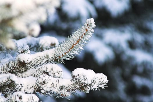 Fir Trees in City Park at Daytime