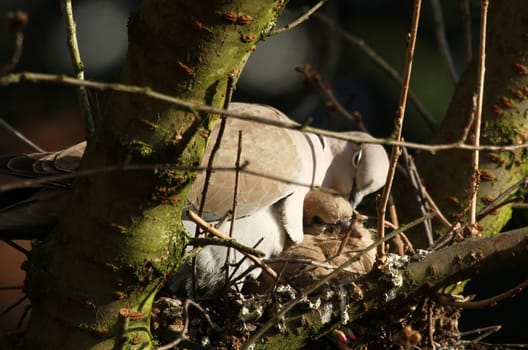 Breeding care
