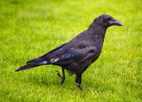 Beautiful black crow walking on green grass