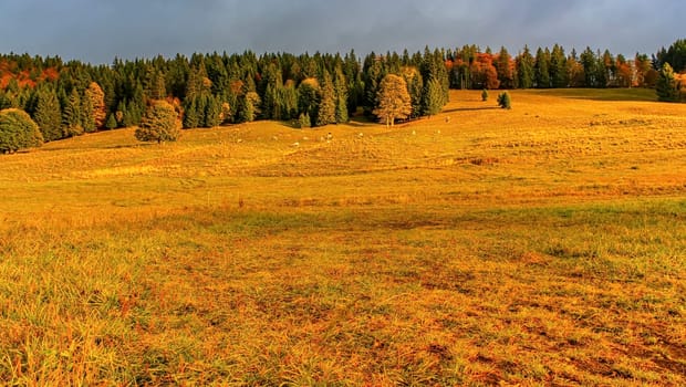 Colorful sunny autumn landscape with fir tree woods and cloudy grey sky